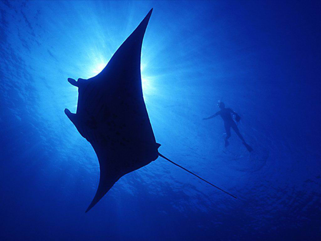 Manta birostris (Manta)